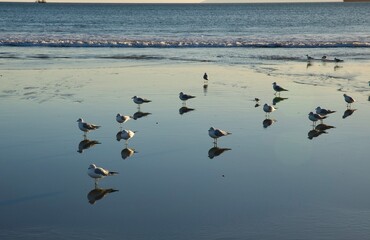 Royal Terns foraging along the coast