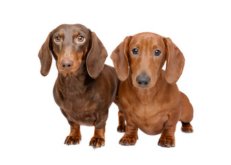 Best friends two dachsund dogs sitting together isolated on white studio background portrait