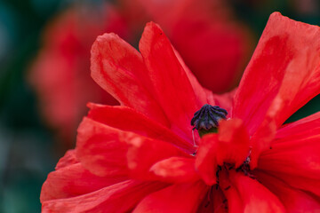 Red poppy head outdoors, beautiful flower at summertime, papaver