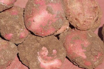 Dirty Unwashed Potatoes Close Up