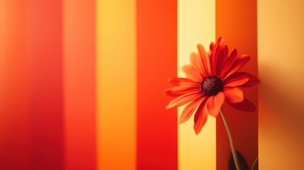 Obraz premium Vibrant red daisy blossom against a background of warm colored stripes