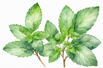 Watercolor illustration of green mint leaves on a white background