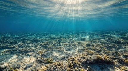 Obraz premium Sunlight filters through the surface of a clear blue ocean onto the rocky seafloor