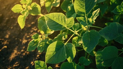 Obraz premium Close-up view of lush green leaves bathed in golden light at golden hour