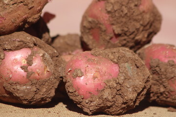 Dirty Unwashed Potatoes Close Up