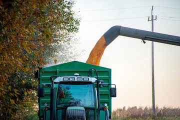 Corn Harvest in the Field