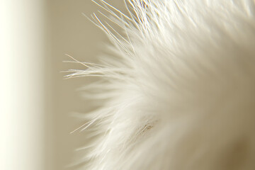 A high-quality close-up of fresh, fluffy cotton bolls showcasing the natural texture, purity, and organic quality of the cotton against a neutral background

