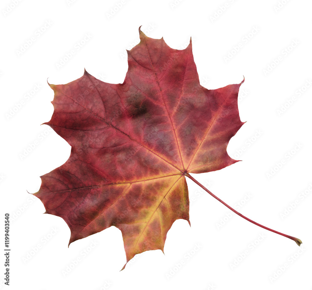 Poster A leaf of a maple tree is shown in full color isolated on transparent background.. leaf is red and yellow, and it is laying on a white background.