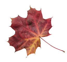 A leaf of a maple tree is shown in full color isolated on transparent background.. leaf is red and yellow, and it is laying on a white background.