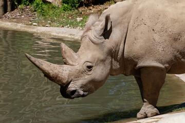 Obraz premium Breitmaulnashorn (Ceratotherium simum) oder Breitlippennashorn, Afrika 