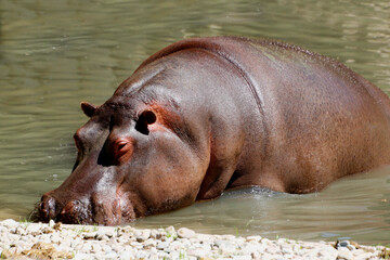 Flusspferd (Hippopotamus amphibius) ruhen im Wasser