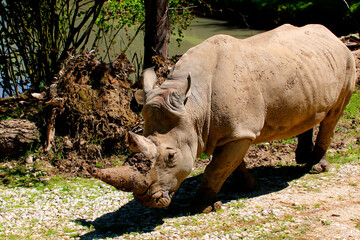 Fototapeta premium Breitmaulnashorn (Ceratotherium simum) oder Breitlippennashorn, Afrika 
