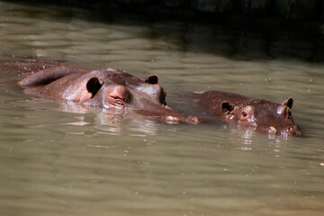 Fototapeta premium Flusspferd (Hippopotamus amphibius) Muttertier mit Jungem im Wasser