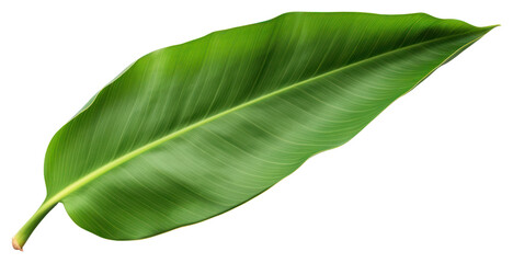 Obraz premium PNG Banana leaf plant white background xanthosoma.