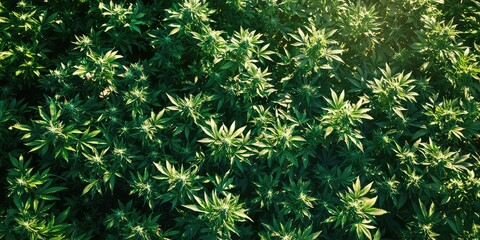 A field of cannabis plants in natural sunlight, representing growth and cultivation.