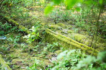 concrete structure in the forest
