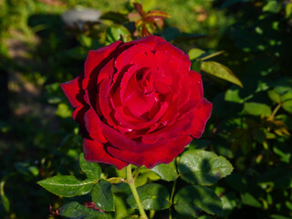 Red rose isolated on natural background