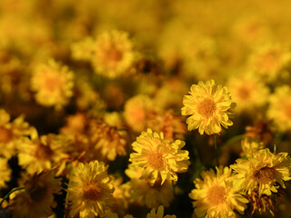 Yellow chrysanthemum flowers for making healthy tea	