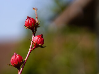 red roselle flowers