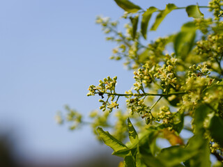 A cluster of Small white fragrant flowers of Indian Lilac (Neem) tree. Azadirachta indica. Maliaceae (Mahogany) family.