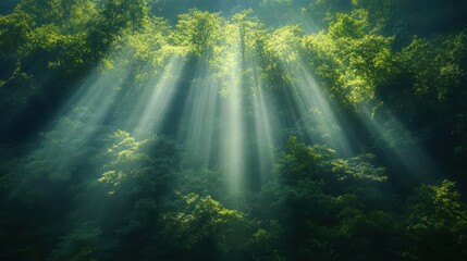 Obraz premium Sunlight filters through lush green trees, creating a serene and tranquil atmosphere in a forest setting.