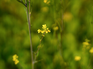 Close-up photo of Chinese kale flower.