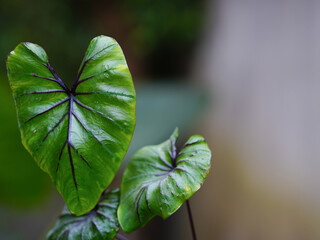 green leaves pharaoh mask elephant ear or colocasia pharaoh mask,Araceae on natural background