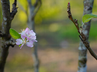  Apple tree branches and flowers in spring, close-up