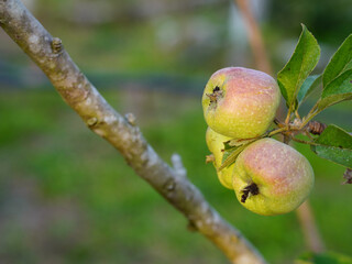 Close-up photo of a green apple.