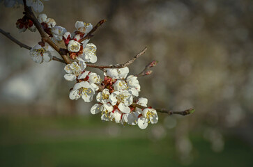 Close-up of a blossoming apricot branch.