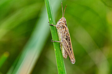 grasshopper macro