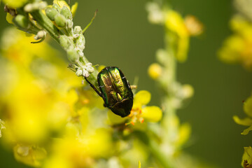 beetle
