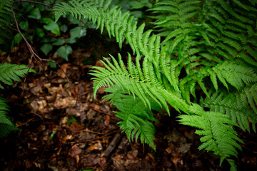 fern