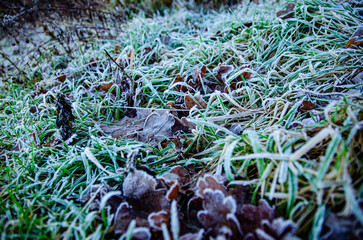 frozen grass with leaves