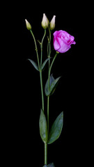 Obraz premium rose flower growing on black background