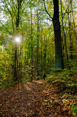 Obraz premium path in the forest