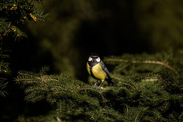 Great Tit