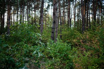 forest