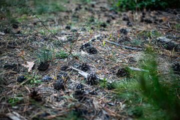 Fototapeta premium cones on the path
