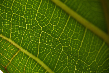 green leaf macro