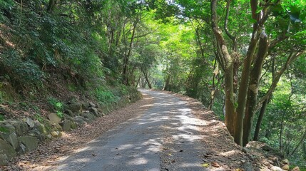 Obraz premium A peaceful mountain road with sunlight filtering through dense forest canopies.