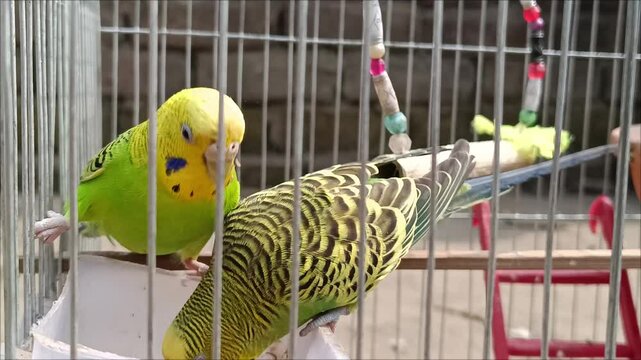 Lovebirds trapped in cages