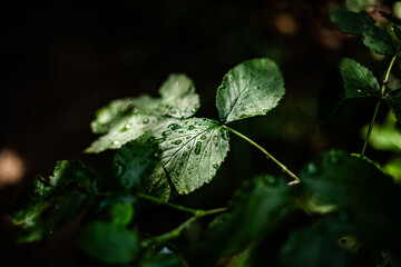 leaves in the forest