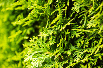 green leaves background