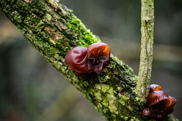 mushroom