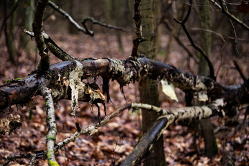 old rotten tree