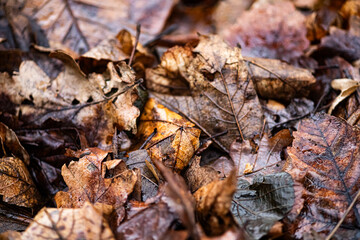autumn leaves on the ground