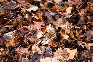 fallen autumn leaves