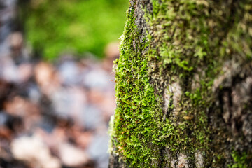 tree with moss