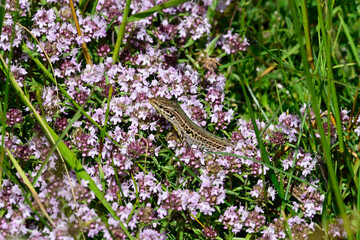 Dalmatian wall lizard sitton on thyme // Adriatische Mauereidechse sitzt auf Thymian (Podarcis...